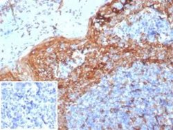 STING/TMEM173 Mouse anti-Human, Clone: STING1/7432, Novus Biologicals:Antibodies:Primary